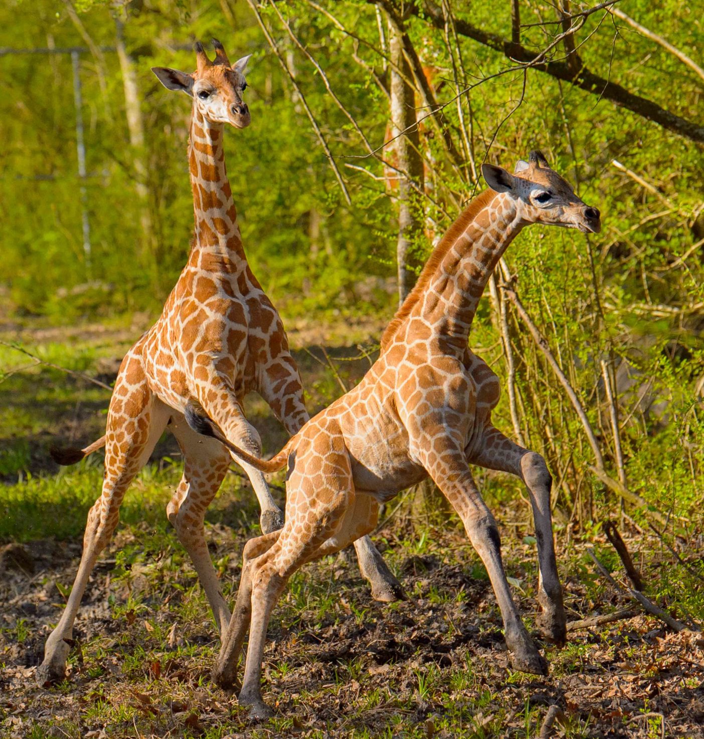 no.babygiraffe.030318.003